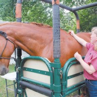 Dr. Roster performing acupuncture on a horse