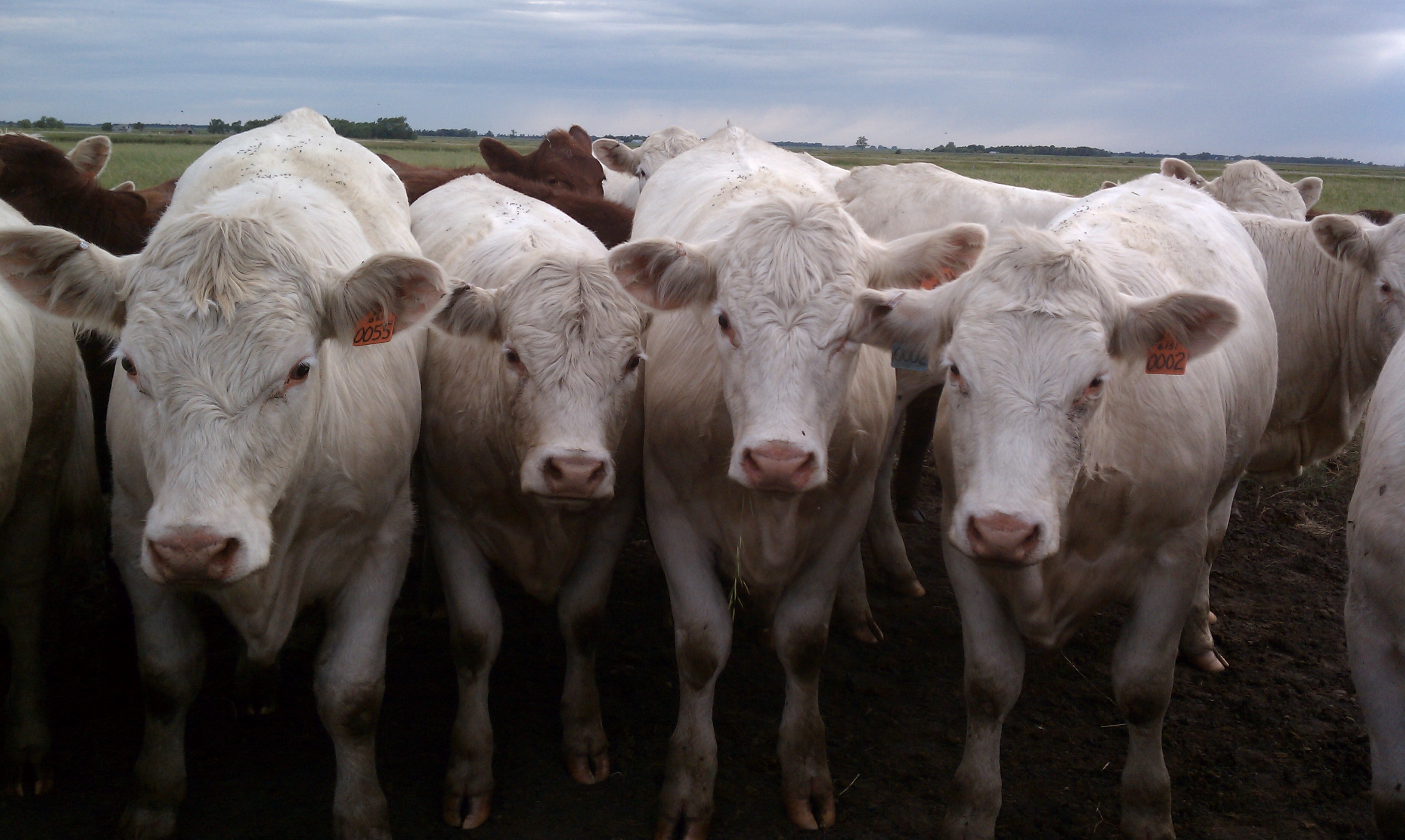 A group of white cows all looking towards the camera