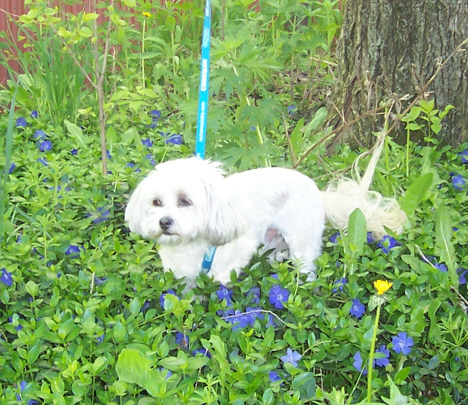 A fluffy white dog walking through the grass and while flowers