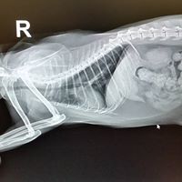 an x-ray of an animals chest